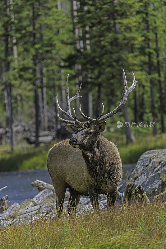 雄性落基山麋鹿(Cervus canadensis nelsoni)是在落基山和黄石国家公园发现的麋鹿的一个亚种。在有鹿角的秋天和发情期。